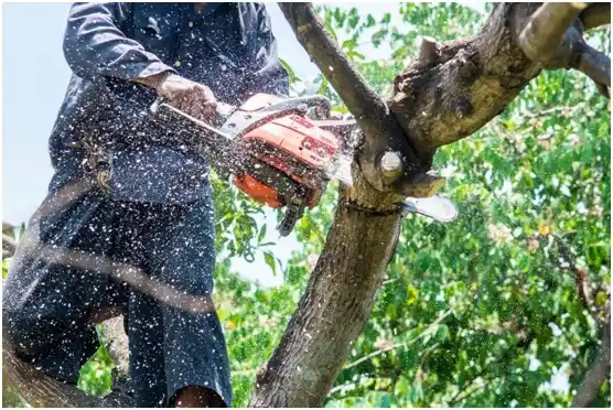 tree services Glenshaw